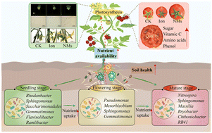 Graphical abstract: Dynamic microbial regulation of triiron tetrairon phosphate nanomaterials in the tomato rhizosphere