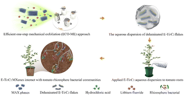 Graphical abstract: Rapid synthesis of MXenes and their potential risk to bacterial communities in the tomato rhizosphere