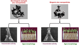 Graphical abstract: Comparative analysis of the insecticidal activity against Sitophilus oryzae (L.) and agro-morphological characteristics of maize using non-biogenic and biogenic ZnO nanoparticles