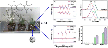 Graphical abstract: Attenuation of decabromodiphenyl ether (BDE209) using Ag/Fe0 complexed with citrate in various environmental and toxicity assessments by evaluating ryegrass