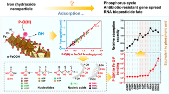 Graphical abstract: Adsorption of nucleotides and nucleic acids on goethite nanoparticles: mode, sites and relationship with phosphate and non-phosphate structures