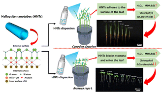 Graphical abstract: Assessment of the phytotoxicity of HNTs on two plants, Cynodon dactylon and Brassica rapa L