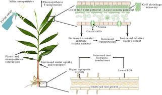 Graphical abstract: Exogenous silica nanoparticles improve drought tolerance in ginger by modulating the water relationship