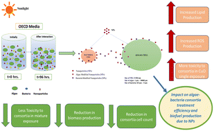Graphical abstract: Toxicity of the mixture of nanoparticles to algae–bacteria consortia in OECD media