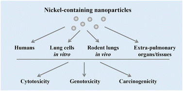 Graphical abstract: The pulmonary effects of nickel-containing nanoparticles: cytotoxicity, genotoxicity, carcinogenicity, and their underlying mechanisms