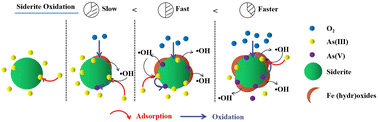 Graphical abstract: Purification of As(iii) through oxidation of siderite and As(iii) by dissolved oxygen: behavior and mechanism