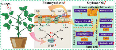 Graphical abstract: Selenium nanomaterials promoted ferredoxin and iron–sulfur protein synthesis and acetyl CoA carboxylase activity to improve the photosynthesis and fatty-acid synthesis in soybean