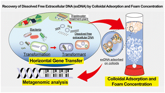 Graphical abstract: Highly sensitive detection and quantification of dissolved free extracellular DNA using colloid adsorption and foam concentration