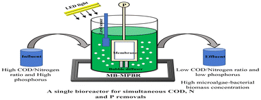 Graphical abstract: Effect of the organic carbon to nutrient (N and P) ratio on the biological performance of a microalgal–bacterial membrane photobioreactor