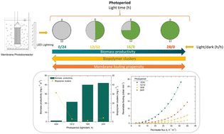 Graphical abstract: Evaluation of membrane fouling in a microalgal-bacterial membrane photobioreactor treating secondary wastewater effluent: effect of photoperiod conditions