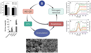 Graphical abstract: Promotion of the start-up of the anammox reactor with exogenous boron