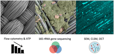 Graphical abstract: Permeate microbiome reflects the biofilm microbial community in a gravity-driven woven-fiber microfiltration (WFMF) system for wastewater treatment