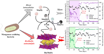 Graphical abstract: Acceleration of sand filtration start-up for manganese-containing groundwater treatment: microbial-mediated autocatalytic oxidation of manganese oxides