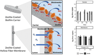 Graphical abstract: Advancements in biofilm carriers and gas-permeable membranes: assessment of zeolite technologies for shortcut nitrogen removal applications in wastewater