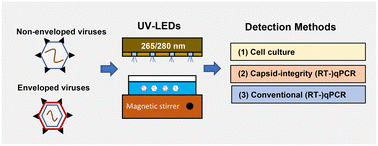 Graphical abstract: Susceptibility of enveloped and non-enveloped viruses to ultraviolet light-emitting diode (UV-LED) irradiation and implications for virus inactivation mechanisms