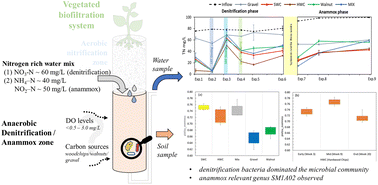 Graphical abstract: Exploring denitrification and anammox processes in the saturated zone of passively operated vegetated biofiltration systems