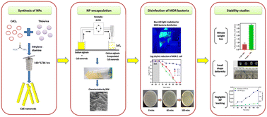 Graphical abstract: Highly recyclable and stable CdS-alginate hydrogel beads towards prevention of oxidative release of nanoparticles in complete photocatalytic disinfection of multidrug-resistant Escherichia coli