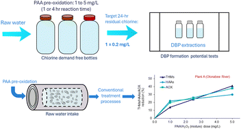 Graphical abstract: Peracetic acid to reduce disinfection by-product formation in drinking water
