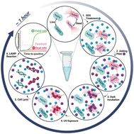 Graphical abstract: Rapid detection of viable Bacteroides in sewage-contaminated water using sodium dodecyl sulfate and propidium monoazide combined with loop-mediated isothermal amplification (LAMP) assay