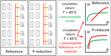 Graphical abstract: Effect of microbially available phosphorous removal on Legionella spp. in multi-storey residential dwellings in Latvia