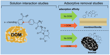 Graphical abstract: Cephalexin interaction with biosolids-derived dissolved organic matter: binding mechanism and implications for adsorption by biochar and clay