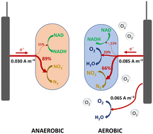 Graphical abstract: Aerobic denitrification with an electrode as the sole electron and energy source