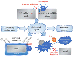 Graphical abstract: The effect and mechanism of a microbial agent used for corrosion control in circulating cooling water
