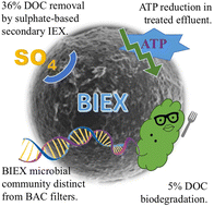 Graphical abstract: Biological contributions to biological ion exchange