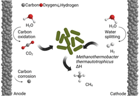 Graphical abstract: Carbon oxidation with sacrificial anodes to inhibit O2 evolution in membrane-less bioelectrochemical systems for microbial electrosynthesis