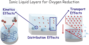 Graphical abstract: Deconvoluting kinetics and transport effects of ionic liquid layers on FeN4-based oxygen reduction catalysts
