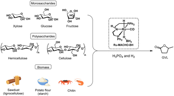 Graphical abstract: Direct biomass valorisation to γ-valerolactone by Ru-PNP catalysed hydrogenation in acid