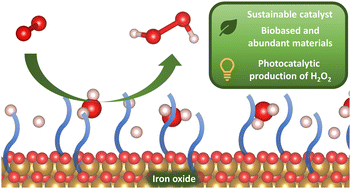 Graphical abstract: Iron oxide-promoted photochemical oxygen reduction to hydrogen peroxide (H2O2)