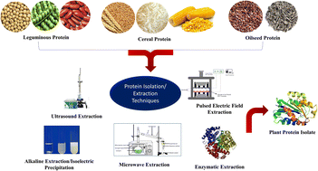 Graphical abstract: Sustainable plant protein: an up-to-date overview of sources, extraction techniques and utilization