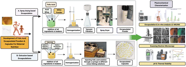 Graphical abstract: Sustainable processing of Greek yogurt acid-whey waste to develop folic acid encapsulated millet powders