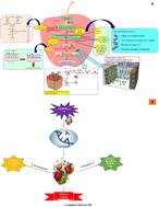 Graphical abstract: Biological and postharvest interventions to manage the ethylene in fruit: a review