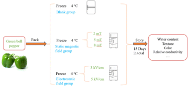 Graphical abstract: Effect of a magnetic field/electrostatic field on the quality attributes of green bell peppers during cool chain transportation