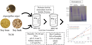 Graphical abstract: Simultaneous production of proteases and antioxidant biopeptides by solid-state fermentation