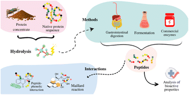 Graphical abstract: Insects as a sustainable source of emerging proteins and their processing to obtain bioactive compounds: an updated review