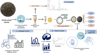 Graphical abstract: A chitosan-based biopolymer as an encapsulating nanomaterial for enhancing the antifungal and aflatoxin B1 inhibitory efficacy of Zanthoxylum alatum (Roxb) essential oil and elucidation of the mode of action
