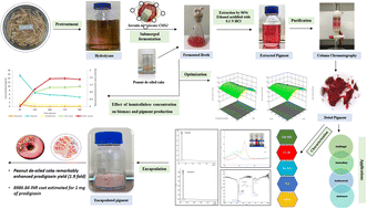 Graphical abstract: Sustainable production of prodigiosin from rice straw derived xylose by using isolated Serratia marcescens (CMS 2): statistical optimization, characterization, encapsulation & cost analysis