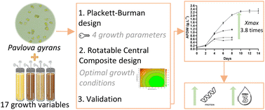 Graphical abstract: Optimization of Pavlova gyrans biomass production and the fatty acid profile using a two-step approach