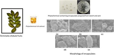 Graphical abstract: Encapsulation of bioactive compounds extracted from haritaki pulp (Terminalia chebula Retzius): characterization of physical, thermal, and morphological properties