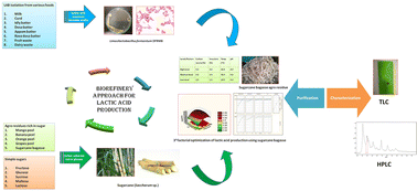 Graphical abstract: Optimisation of lactic acid production using cost effective agro residue for food applications
