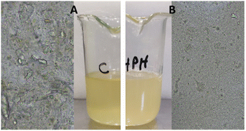 Graphical abstract: Effect of processing Verdejo grape must by UHPH using non-Saccharomyces yeasts in the absence of SO2