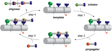 Graphical abstract: Catalytic templated length-controlled oligomerization