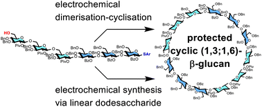 Graphical abstract: Electrochemical synthesis of the protected cyclic (1,3;1,6)-β-glucan dodecasaccharide