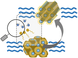 Graphical abstract: Water–lipid interface in lipidic mesophases with excess water