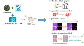 Graphical abstract: Improvement effect of a next-generation probiotic L. plantarum-pMG36e-GLP-1 on type 2 diabetes mellitus via the gut–pancreas–liver axis