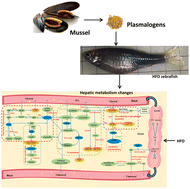Graphical abstract: Transcriptomics integrated with metabolomics reveals the ameliorating effect of mussel-derived plasmalogens on high-fat diet-induced hyperlipidemia in zebrafish