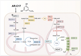 Graphical abstract: 5-Heptadecylresorcinol alleviated high-fat diet induced obesity and insulin resistance by activating brown adipose tissue